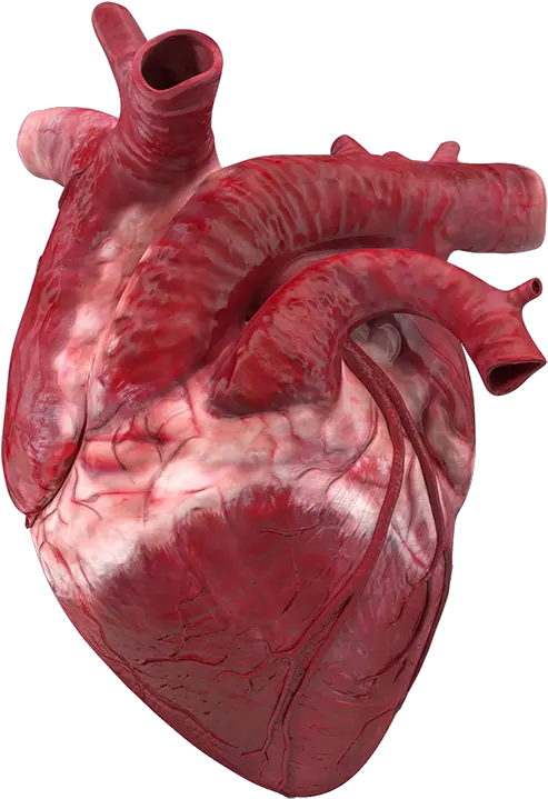 Real Transparent Heart Png Human