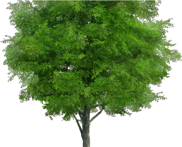 Jungle Trees Neem Tree Png Jungle Tree Png