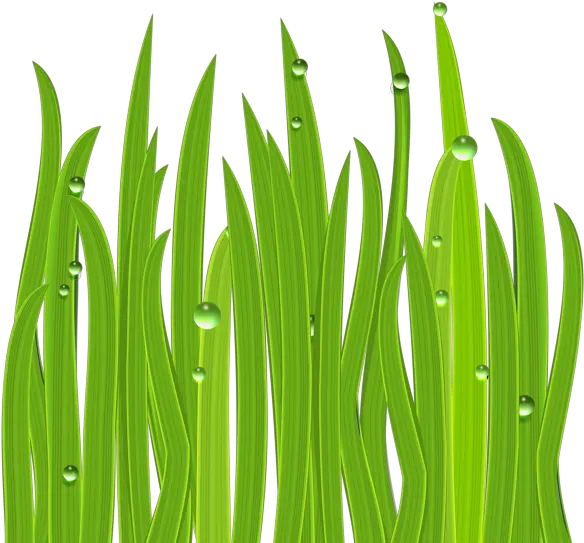 Grass Decor Png Clipart Image Lake Grass Clipart Grass Clipart Png