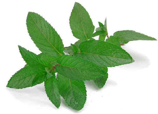 Mint Leaves Plingcom Mint Leaves Png Mint Leaf Png