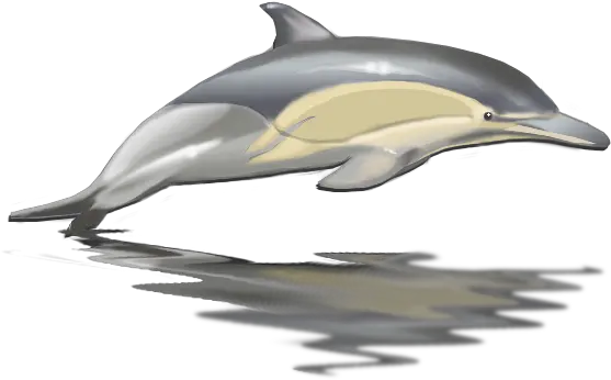 Free Transparent Jumping Dolphin Png Dolphin Transparent