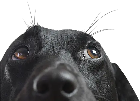 Dog Training All Dogs Are Good Dog Png Dog Ears Png