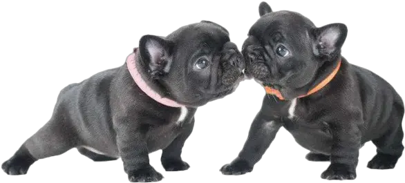 Black French Bulldog Png Image Cute French Bulldog Png Bulldog Png