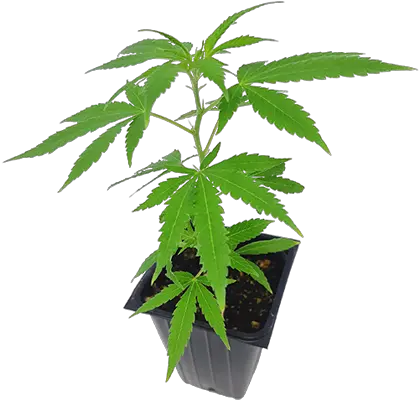 Eve Co Png Marijuana Plant