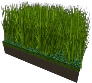 Tall Grass Sweet Grass Png Tall Grass Png