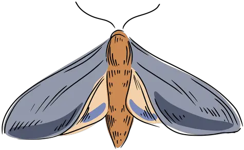 Transparent Png Svg Vector File Parasitism Moth Transparent Background