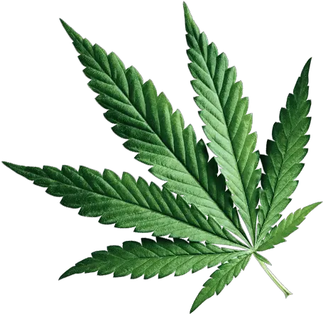 Medical Marijuana Cannabis Doctor Marijuana Leaf Png Marijuana Leaf Transparent