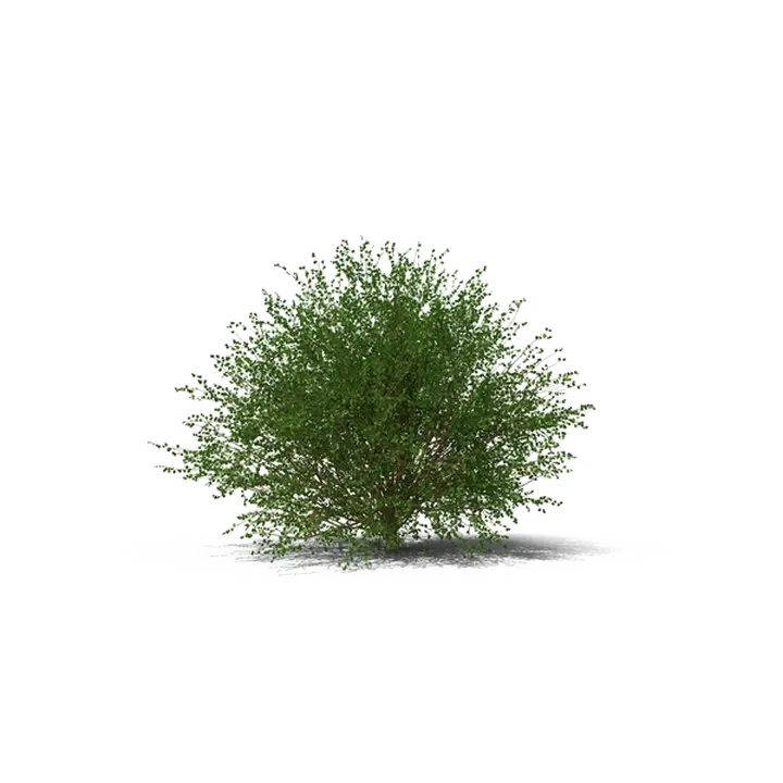 Download Shrub Transparent Image Mexican Pinyon Png Shrub Transparent Background