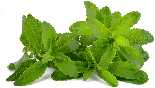 Home Stevia Plant Png Mint Leaves Png