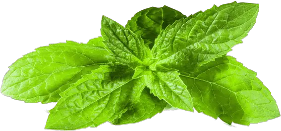 Mint Leaves Png Picture Mint Png Transparent Mint Leaves Png