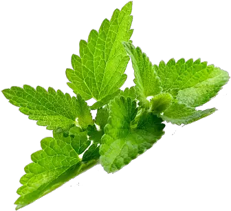 Peppermint Png Images Free Download Daun Mint Png Mint Leaves Png
