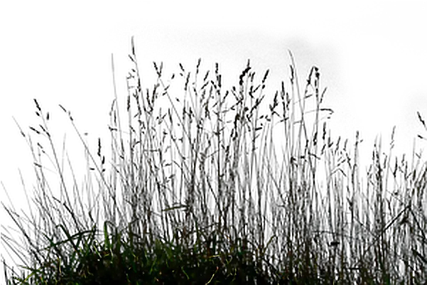 Wild Grass Silhouette Png Long Grass Png Wild Grass Png