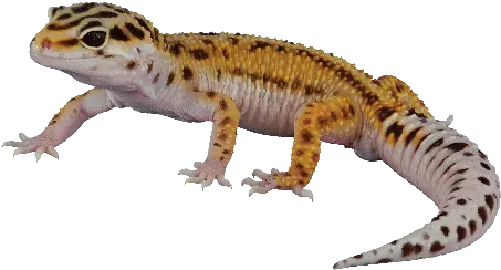 Leopard Gecko Leopard Gecko Transparent Background Png Leopard Gecko Png