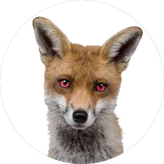 Download Devil Eyes Png Image With Fox Sitting Front View Devil Eyes Png