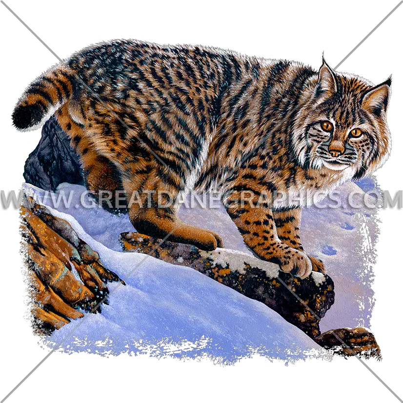 Bobcat Prowl Production Ready Artwork For T Shirt Printing Tabby Cat Png Bobcat Png