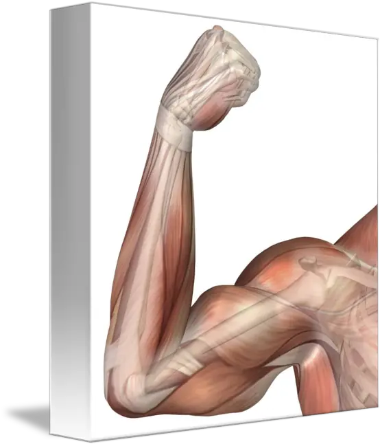 Muscle Arms Png Biceps Muscle Arm Flex Muscle Arm Png