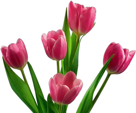 Tulip Flower Png Images Free Gallery Transparent Background Pink Tulip Png Real Flower Png