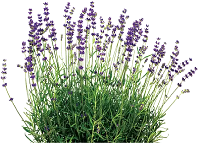 Lavender Plant Png 2 Image Lavender Lavender Png