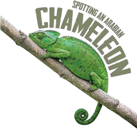 Spotting An Arabian Chameleon Common Chameleon Png Chameleon Png