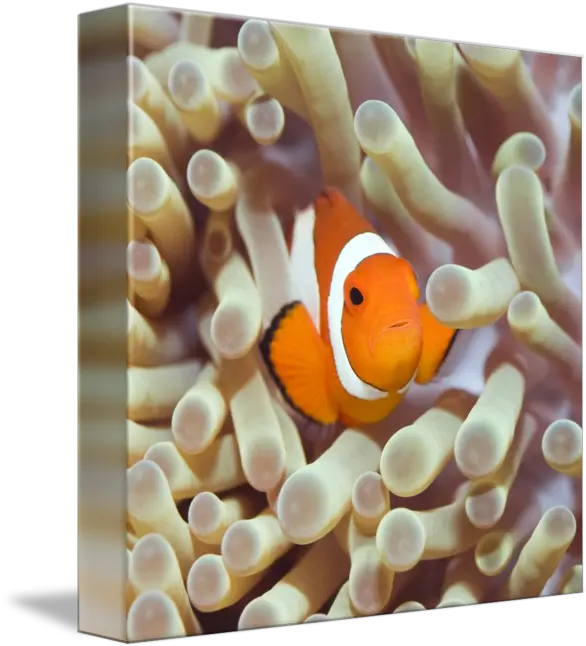 Tropical Fish Clownfish By Dmitry Volochaev Flora E Fauna Marina Png Tropical Fish Png