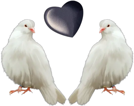 Doves Transparent Background Pigeon Png Doves Png
