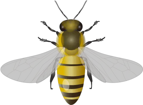 201109 Honey Bee Honey Bee Png File Bee Png