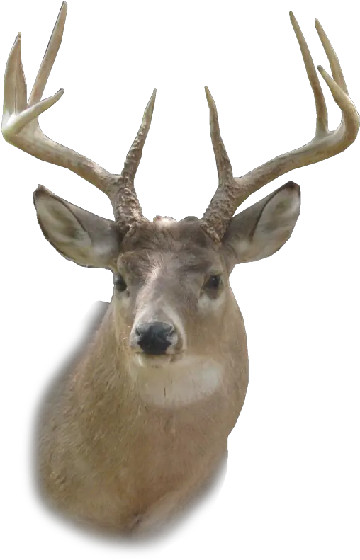 Deer Head Png Hd Transparent Deer Head Png Animal Head Png