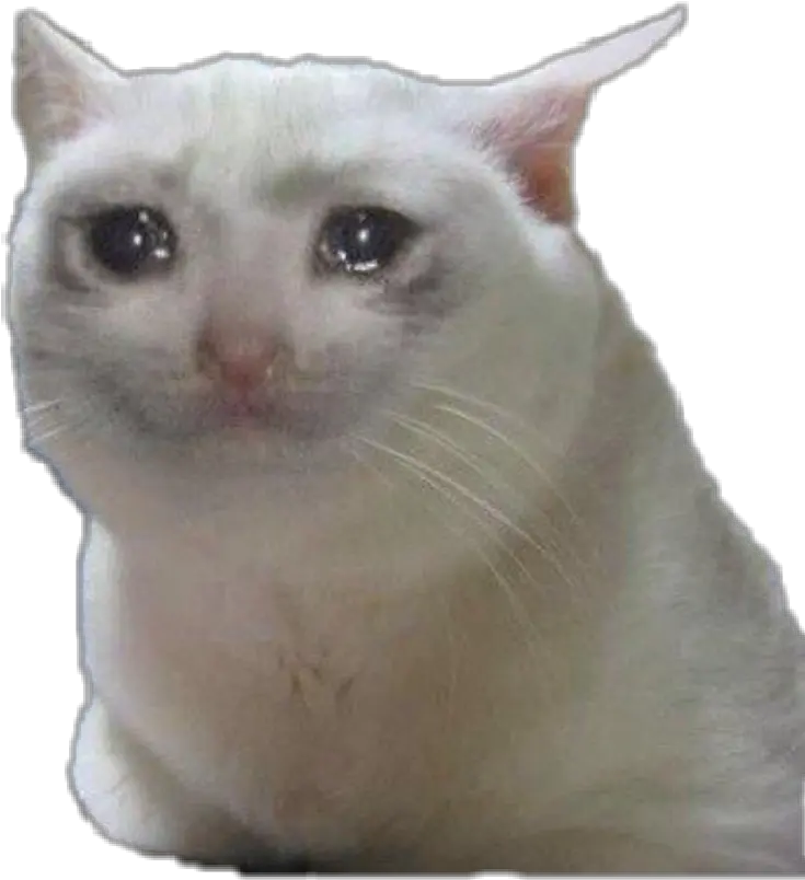 Png Sad Cat Meme Gif Sad Cat Png