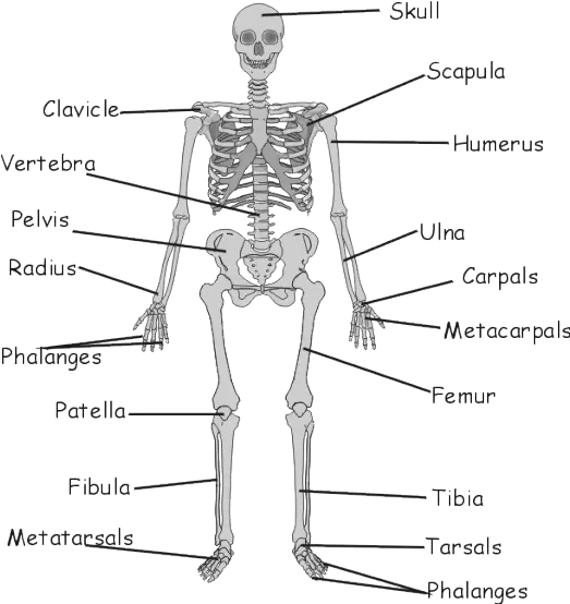 Gcse Biology The Skeleton And Its Function Grade 5 Bones And Muscles Png Skeleton Gif Transparent