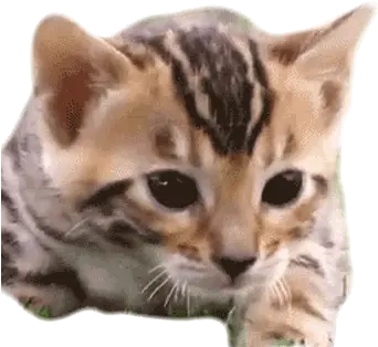 Cat Meow Gif Cat Meow Gif Transparent Png Cat Gif Transparent