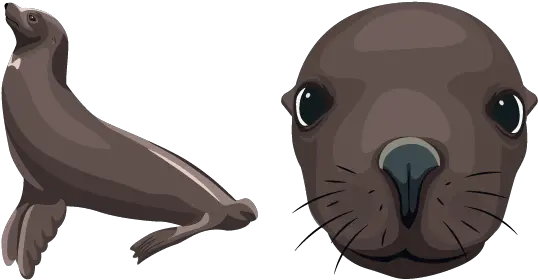 Sea Lion Cursor California Sea Lion Png Sea Lion Png