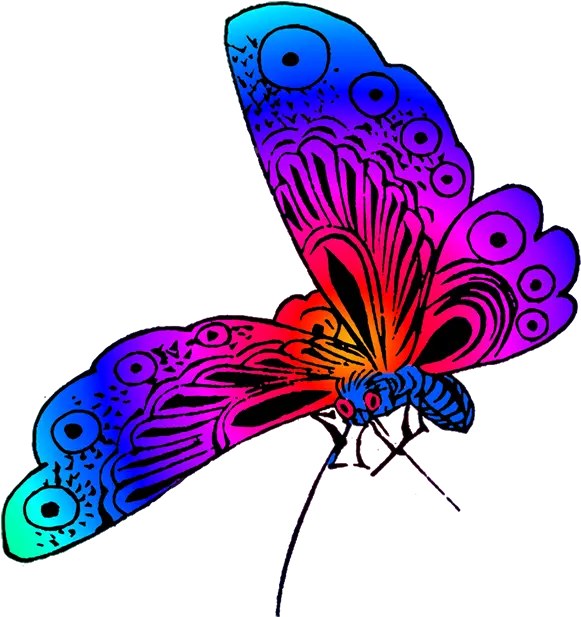 Beautiful Butterfly Images Different Color Of Butterfly Png Purple Butterfly Png