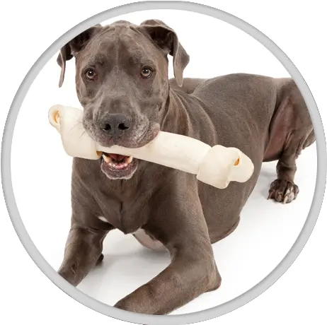 Download Hd Dental Care Great Dane Transparent Png Image Great Dane Great Dane Png