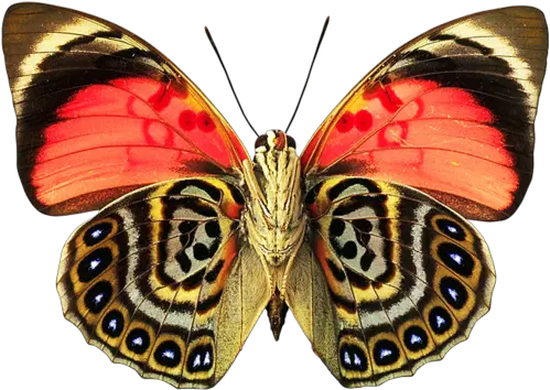 Agrias Amydon Enjoy The Beauty Of The Richness Of Colors Beautiful Butterfly Wing Patterns Png Butterfly Wing Png