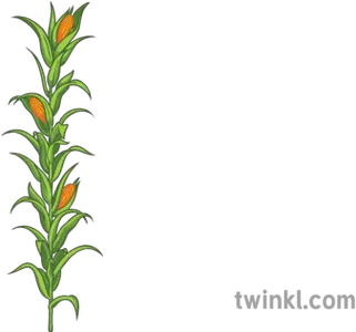 Corn Plant Science Ecology Food Farming Vertical Png Corn Plant Png