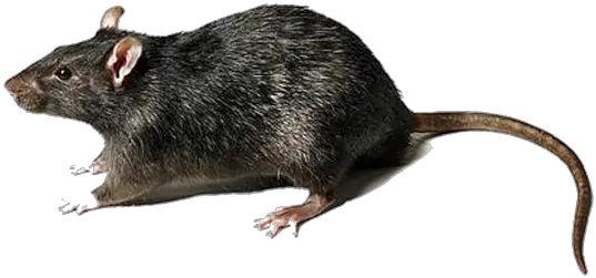 Rodent Control Rat Transparent Background Png Mouse Rodent Icon