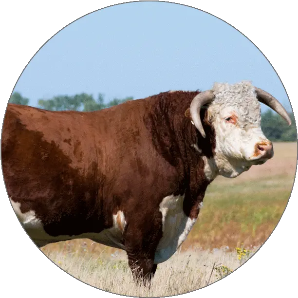 Animals Hereford Cattle Png Toro Icon