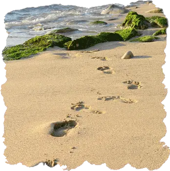 Journey Footprints In The Sand Footprints In The Sand Png Sand Transparent