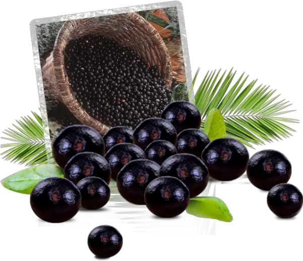 Acai Berry Png Transparent Images Acai Berry Free Png Download Berry Png