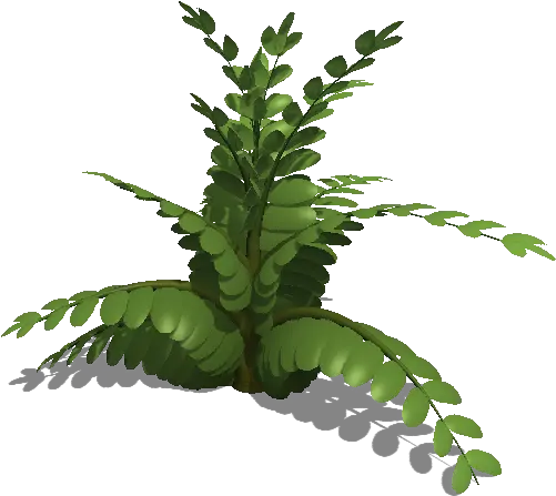 Download Fern Leaf Colours Fern Png Fern Leaf Png