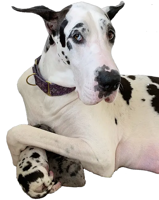 Altitude Great Danes Akc Dane Puppies Png Harlequin Great Dane Great Dane Png