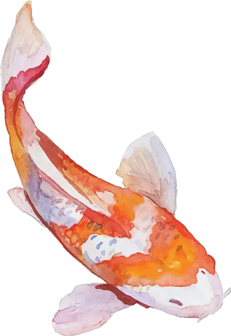 Spend Koi Fish Transparent Background Png Koi Fish Png