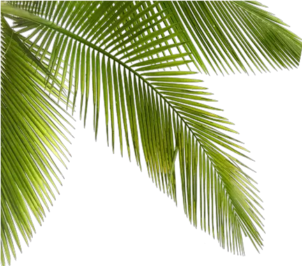 Palmtrees Palms Plants Trees Forest Plants Png Jungle Plants Png