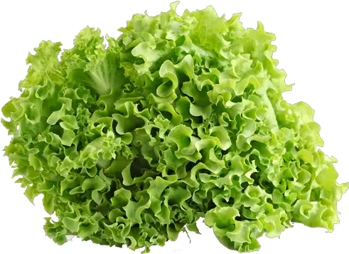 Download Hd Green Ice Lettuce Vegetables Lettuce Curly Lettuce Png Lettuce Png