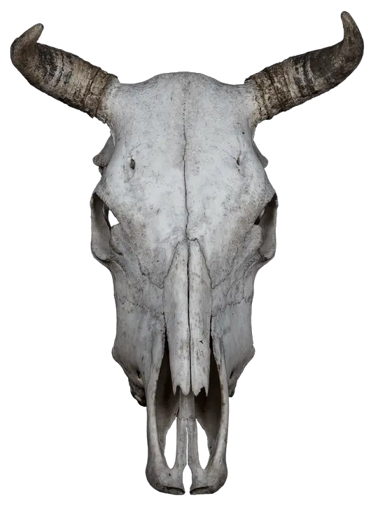 Download Hd Skull Bone Beef Animal Skull Transparent Background Png Bone Transparent Background