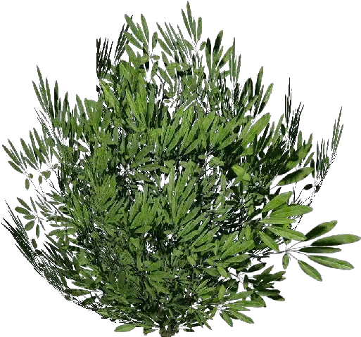 3d Bushes Oleandro Acca Software Arbusto Png Bushes Transparent