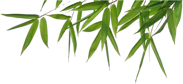 Bamboo Leaves Png 1 Image Bamboo Png Bamboo Leaves Png