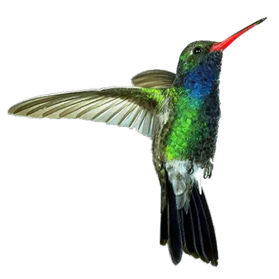 Hummingbird Transparent Humming Birds Transparent Background Png Hummingbird Png