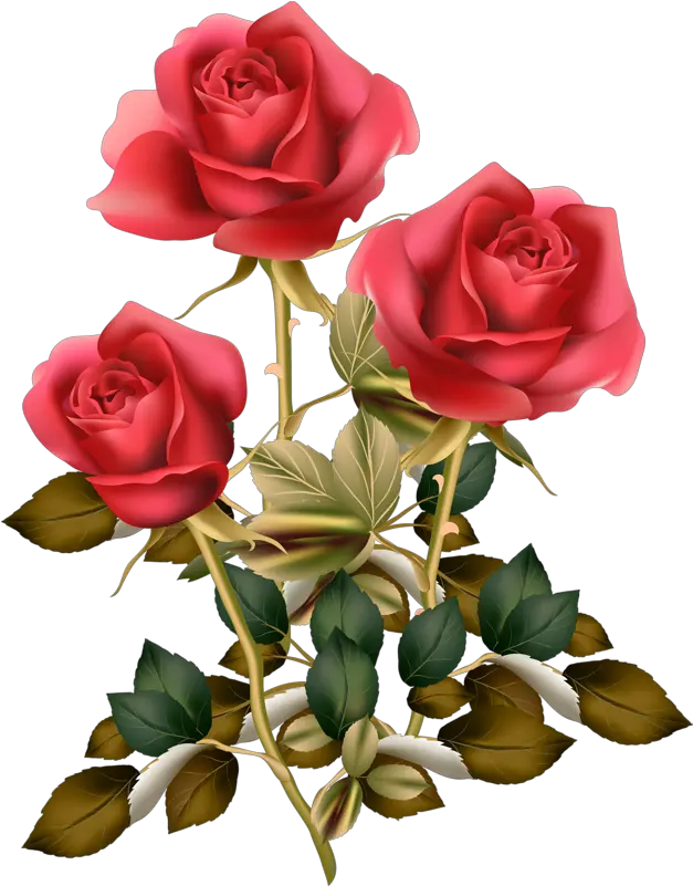 Download Red Rose Png Roses Clipart Rose Good Morning Rose Clipart Png