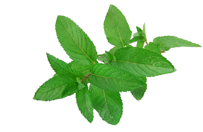 Download Mint Png Free Mint Leaves Mint Leaves Png